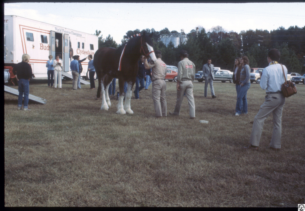 1980 Budweiser horses F'ville 05.jpg